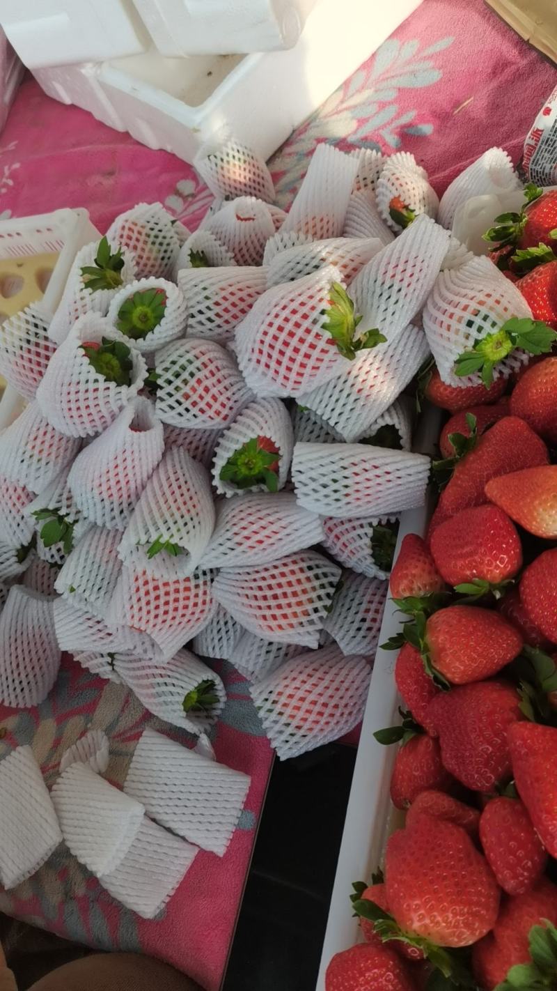 产地直发奶油草莓，红颜久久草莓