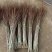 珍珠李干枝花麦李鲜切枝条水培插花水养枝条产地批发