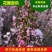 珍珠李干枝花麦李鲜切枝条水培插花水养枝条产地批发