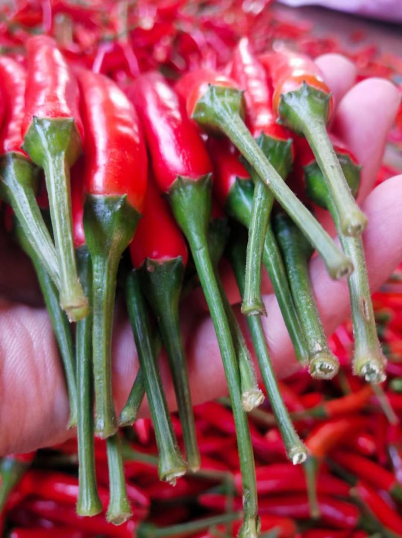 艳红米椒工厂企业大量红椒供应机选人工复检保质量