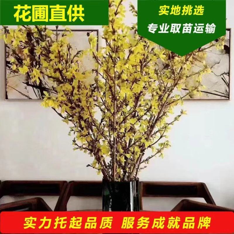 迎春花干枝东北连翘鲜切条探春花金钟花寸寸金干枝批发