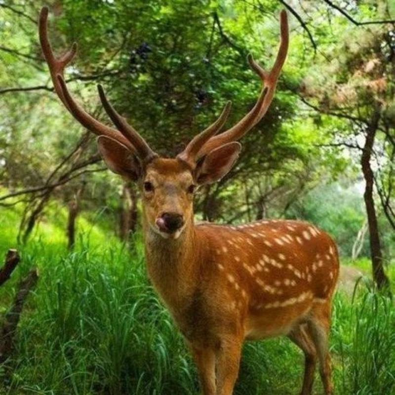 原生态散养梅花鹿现杀梅花鹿腿肉腱子肉正宗梅花鹿新鲜直销批