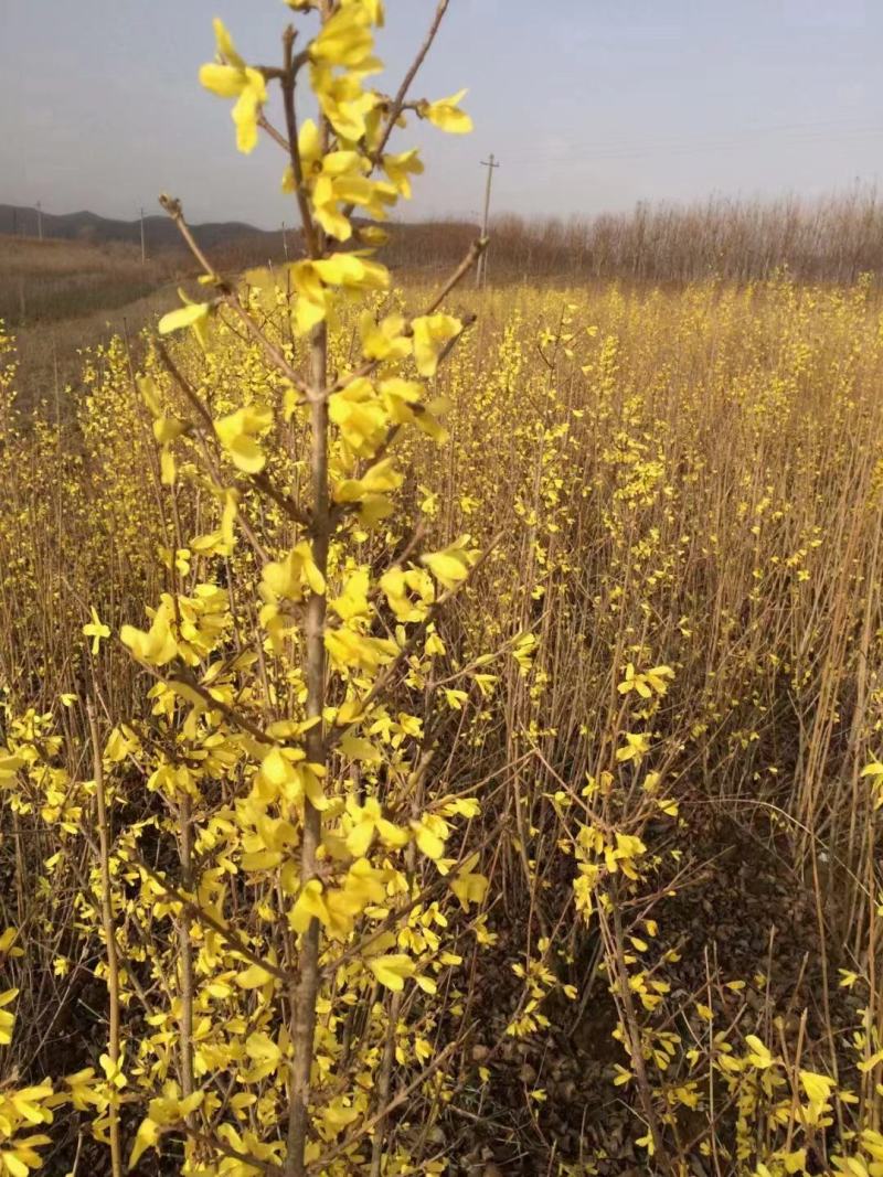 迎春花干枝东北连翘鲜切条探春花金钟花寸寸金干枝批发