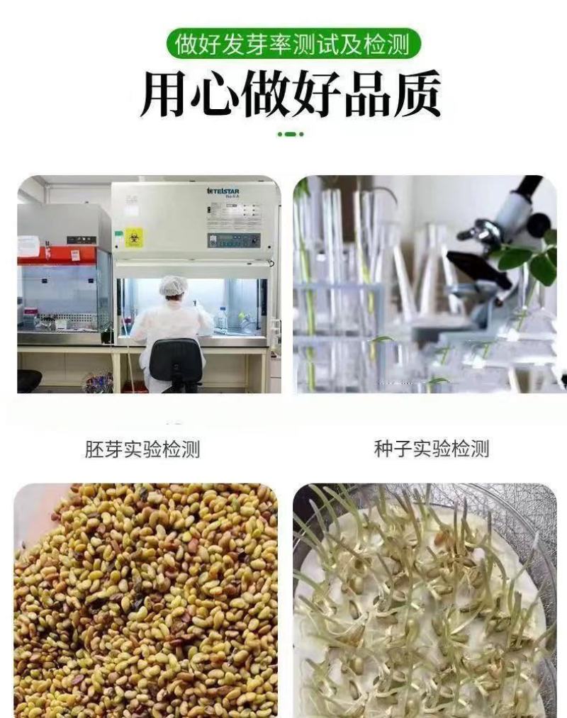 紫花苜蓿种子，多年生牧草种子四季养殖饲养猪羊牛鸡鸭鹅鱼草