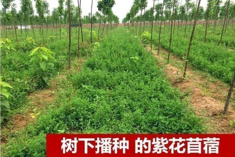 紫花苜蓿种子，多年生牧草种子四季养殖饲养猪羊牛鸡鸭鹅鱼草