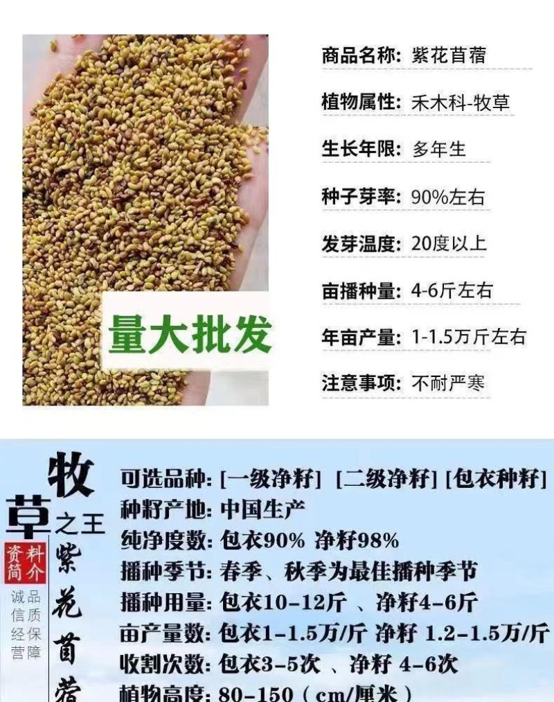 紫花苜蓿种子，多年生牧草种子四季养殖饲养猪羊牛鸡鸭鹅鱼草