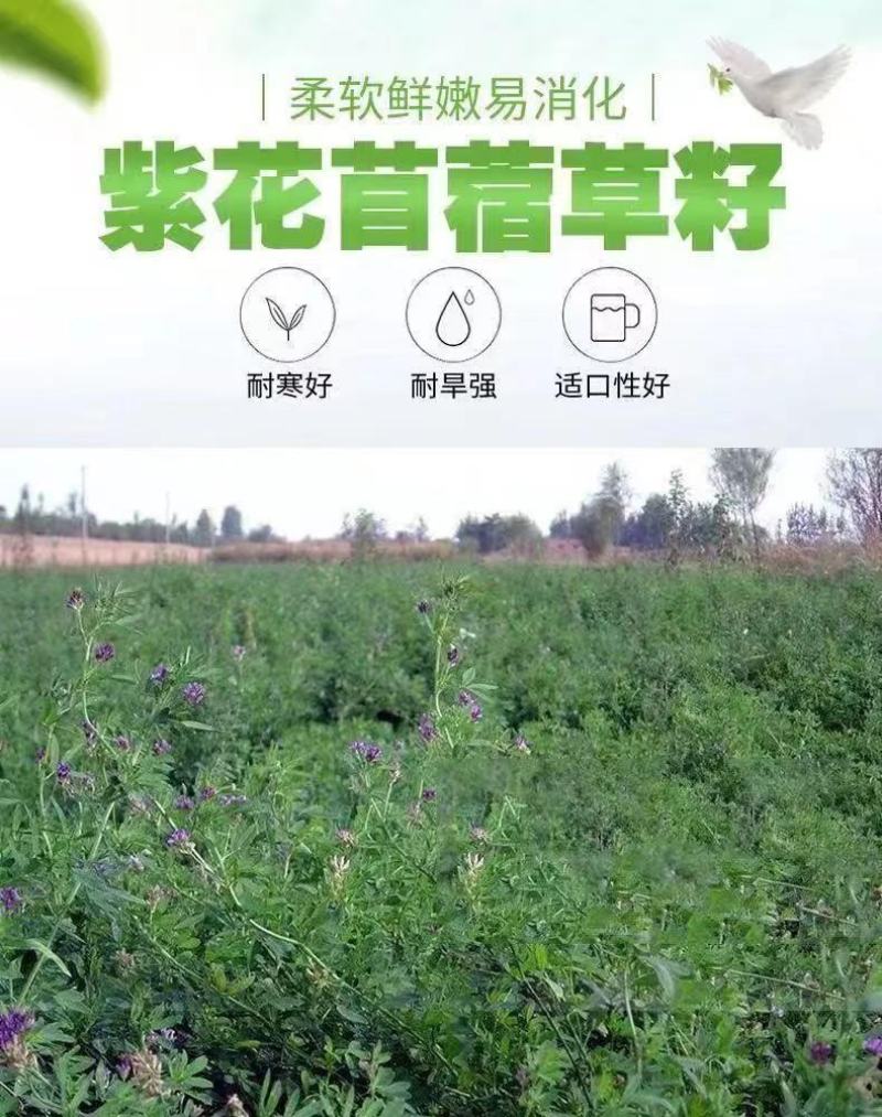 紫花苜蓿种子，多年生牧草种子四季养殖饲养猪羊牛鸡鸭鹅鱼草