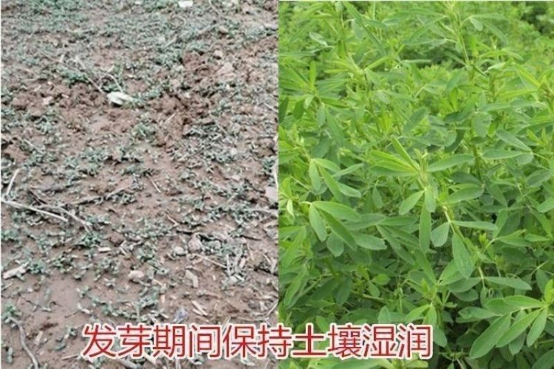 紫花苜蓿种子，多年生牧草种子四季养殖饲养猪羊牛鸡鸭鹅鱼草