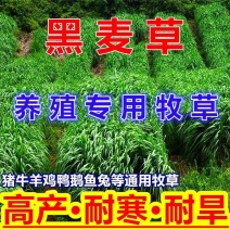 进口黑麦草种子，四倍体小颗粒宽叶黑麦草牧草猪牛羊鸡鸭鹅鱼