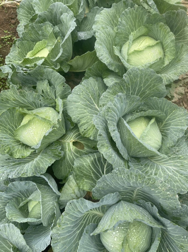 扁包菜，松花菜