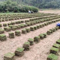 马尼拉草卷