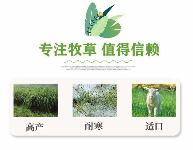 进口黑麦草种子，四倍体小颗粒宽叶黑麦草牧草猪牛羊鸡鸭鹅鱼