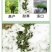 进口黑麦草种子，四倍体小颗粒宽叶黑麦草牧草猪牛羊鸡鸭鹅鱼