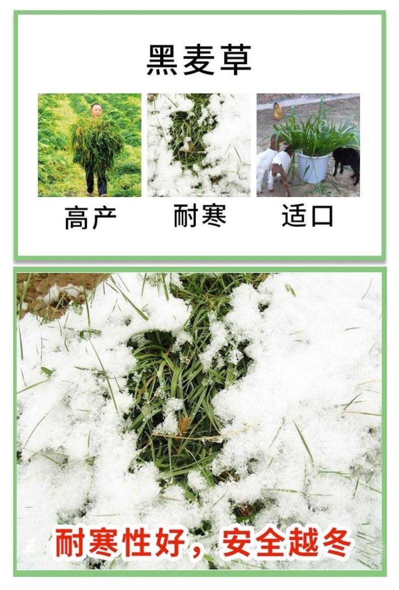 进口黑麦草种子，四倍体小颗粒宽叶黑麦草牧草猪牛羊鸡鸭鹅鱼