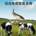 进口黑麦草种子，四倍体小颗粒宽叶黑麦草牧草猪牛羊鸡鸭鹅鱼