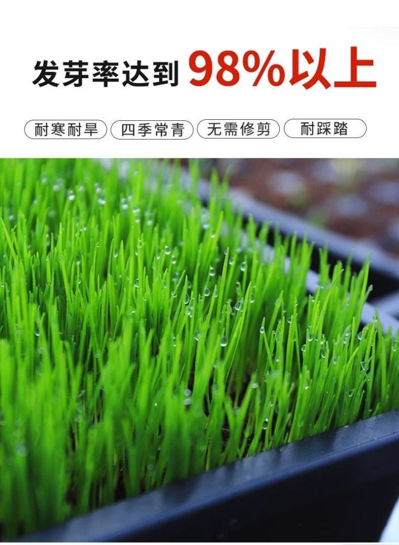 进口黑麦草种子，四倍体小颗粒宽叶黑麦草牧草猪牛羊鸡鸭鹅鱼