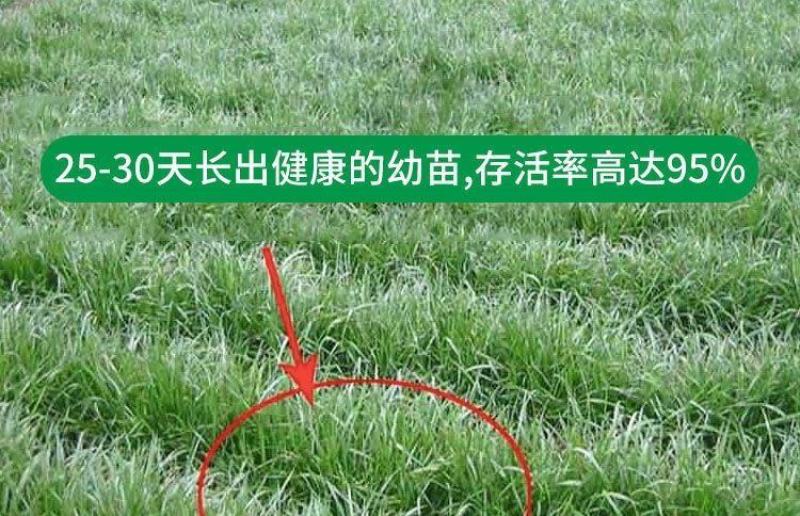进口黑麦草种子，四倍体小颗粒宽叶黑麦草牧草猪牛羊鸡鸭鹅鱼