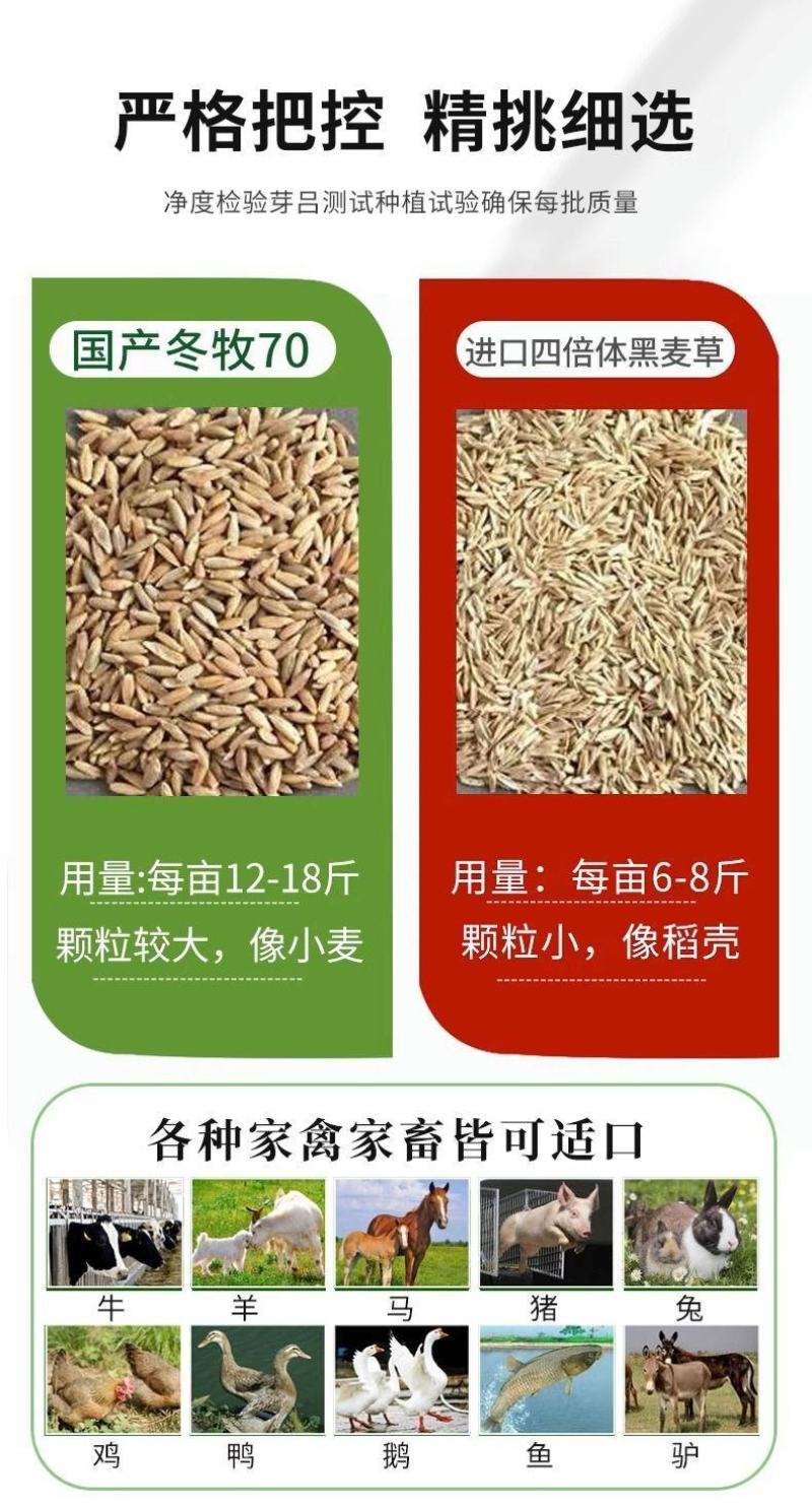 进口黑麦草种子，四倍体小颗粒宽叶黑麦草牧草猪牛羊鸡鸭鹅鱼