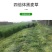 进口黑麦草种子，四倍体小颗粒宽叶黑麦草牧草猪牛羊鸡鸭鹅鱼