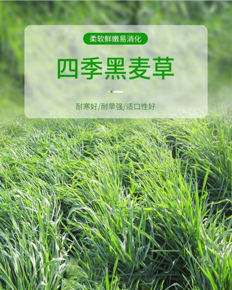 进口黑麦草种子，四倍体小颗粒宽叶黑麦草牧草猪牛羊鸡鸭鹅鱼
