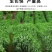 进口黑麦草种子，四倍体小颗粒宽叶黑麦草牧草猪牛羊鸡鸭鹅鱼