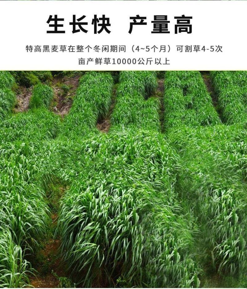 进口黑麦草种子，四倍体小颗粒宽叶黑麦草牧草猪牛羊鸡鸭鹅鱼