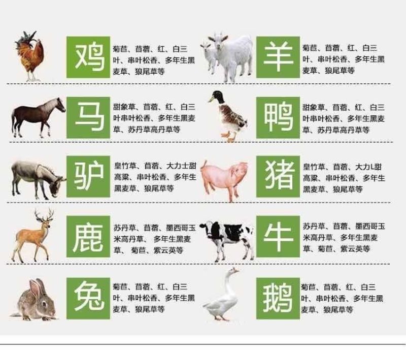 进口黑麦草种子，四倍体小颗粒宽叶黑麦草牧草猪牛羊鸡鸭鹅鱼