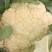 有机花菜
