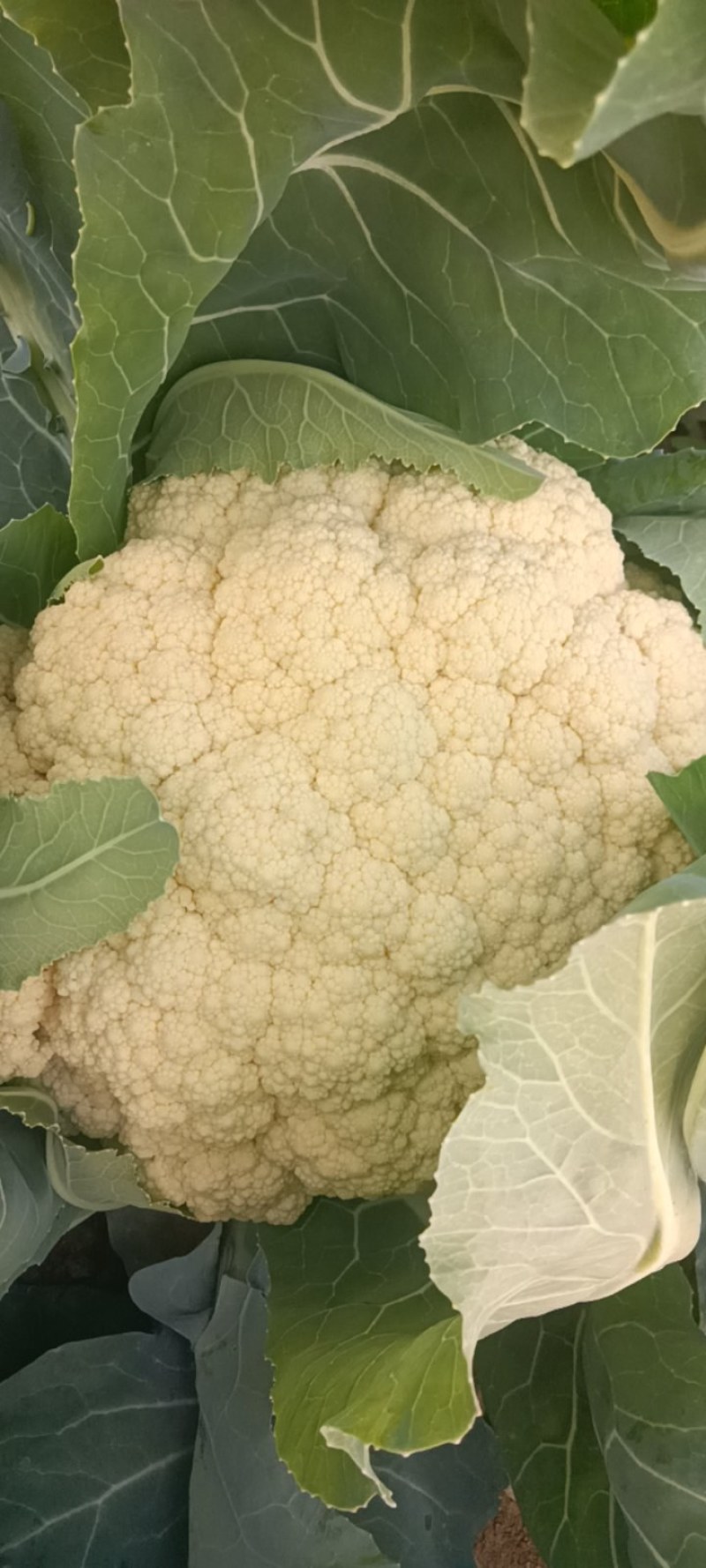 有机花菜