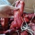 2023烟熏猪拱嘴猪嘴腊猪嘴烟熏猪嘴腊肉香肠库房现货