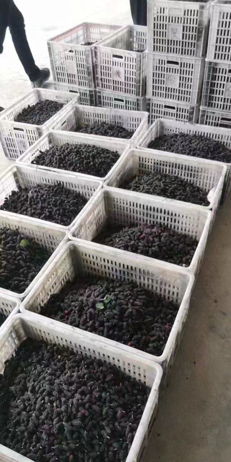 桑椹冻果，茶饮奶茶原料，品质优良。