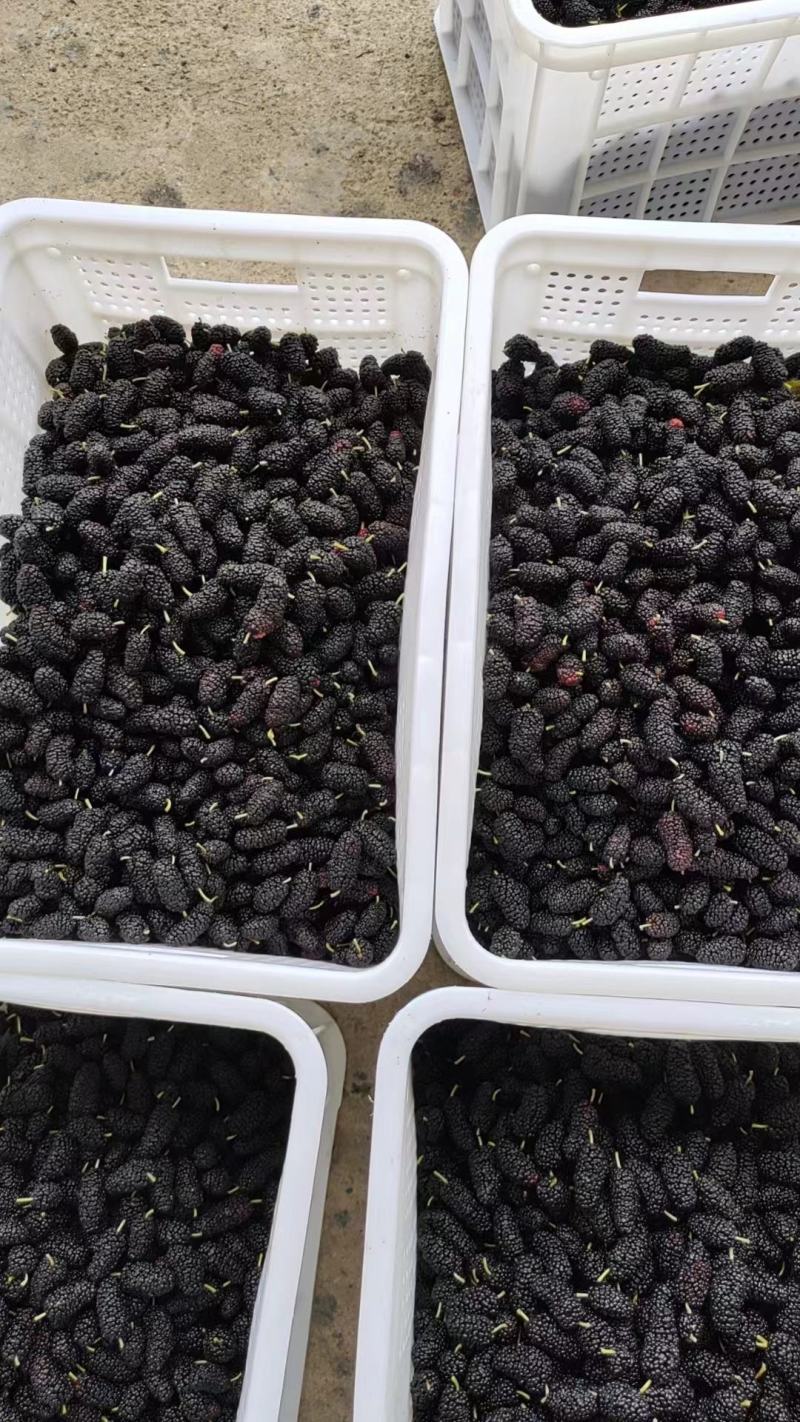 桑椹冻果，茶饮奶茶原料，品质优良。