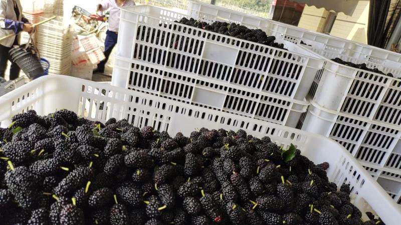 桑椹冻果，茶饮奶茶原料，品质优良。