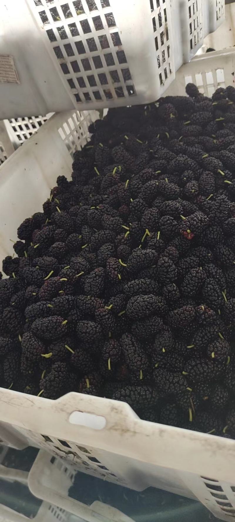 桑椹冻果，茶饮奶茶原料，品质优良。
