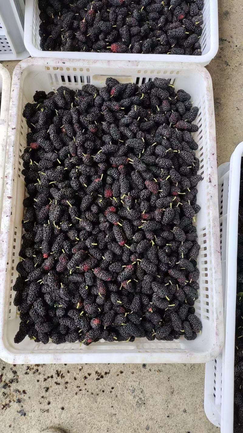 桑椹冻果，茶饮奶茶原料，品质优良。