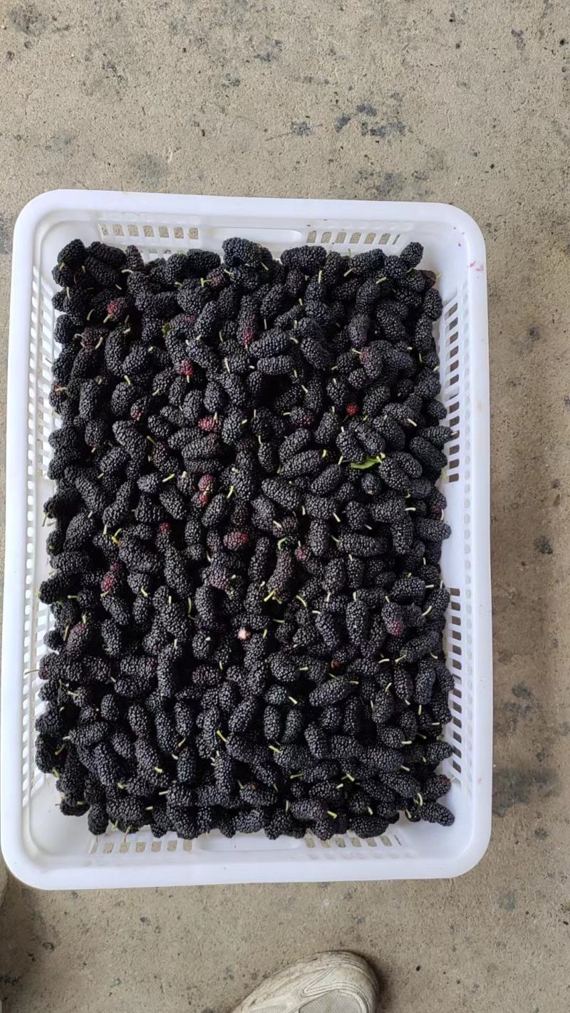 桑椹冻果，茶饮奶茶原料，品质优良。