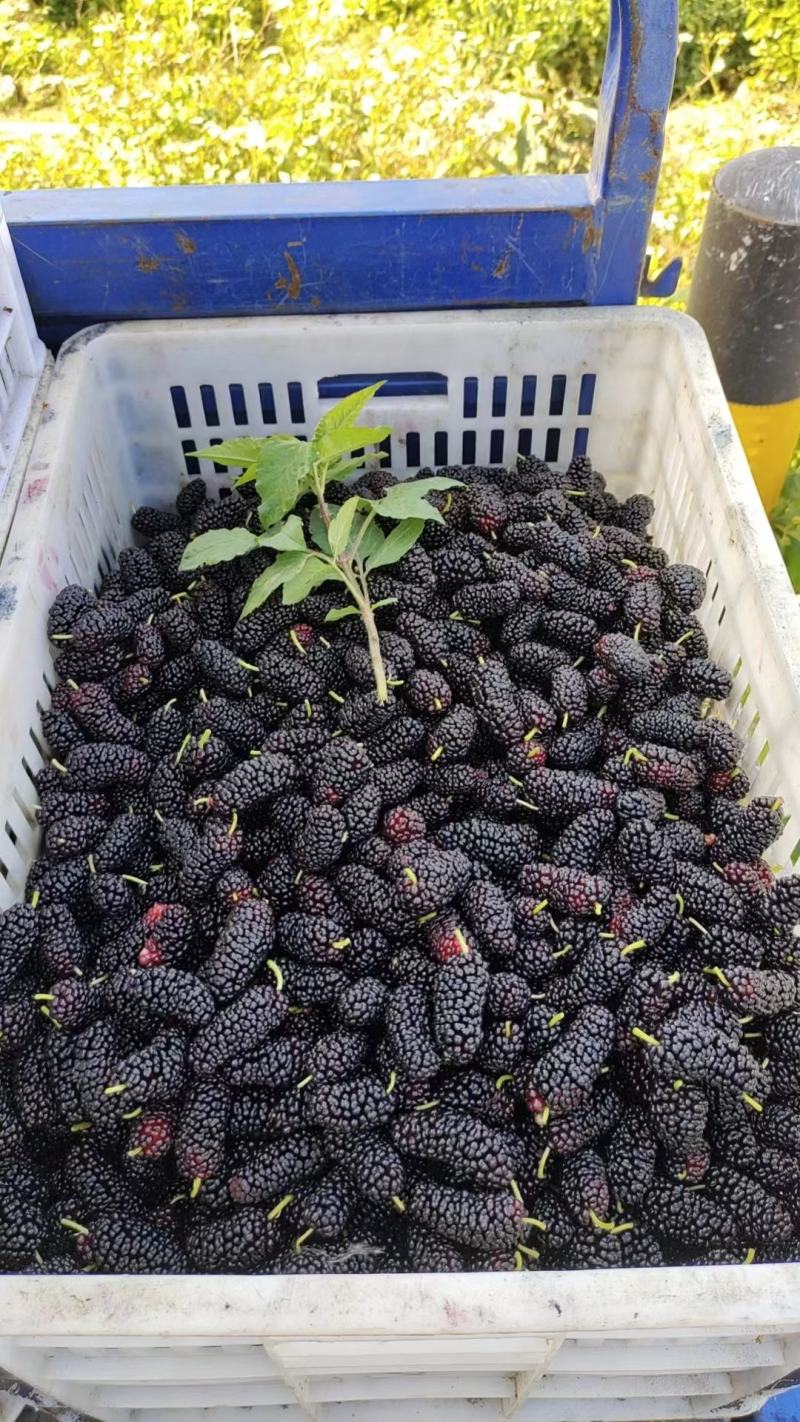 桑椹冻果，茶饮奶茶原料，品质优良。