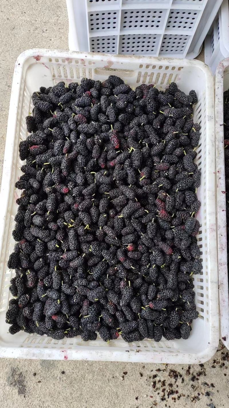 桑椹冻果，茶饮奶茶原料，品质优良。