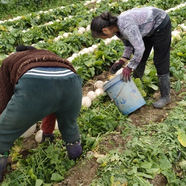 圆萝卜