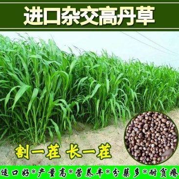 进口高丹草种子，牧草种籽可再生四季耐旱养殖鸡鸭鹅鱼牛羊草