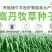进口高丹草种子，牧草种籽可再生四季耐旱养殖鸡鸭鹅鱼牛羊草