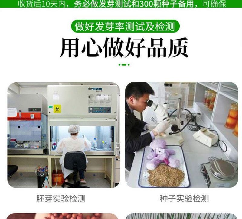 进口高丹草种子，牧草种籽可再生四季耐旱养殖鸡鸭鹅鱼牛羊草