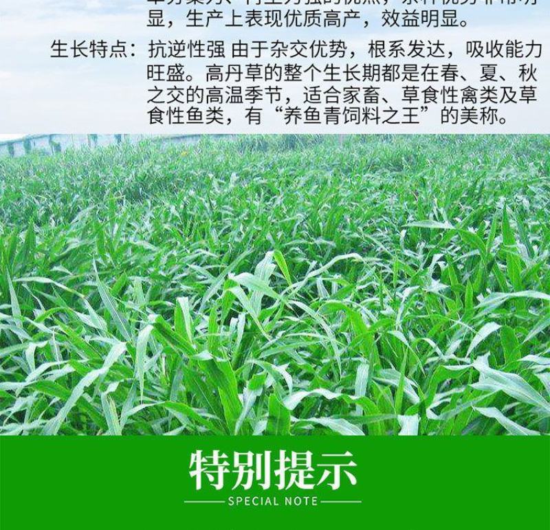 进口高丹草种子，牧草种籽可再生四季耐旱养殖鸡鸭鹅鱼牛羊草