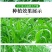 进口高丹草种子，牧草种籽可再生四季耐旱养殖鸡鸭鹅鱼牛羊草