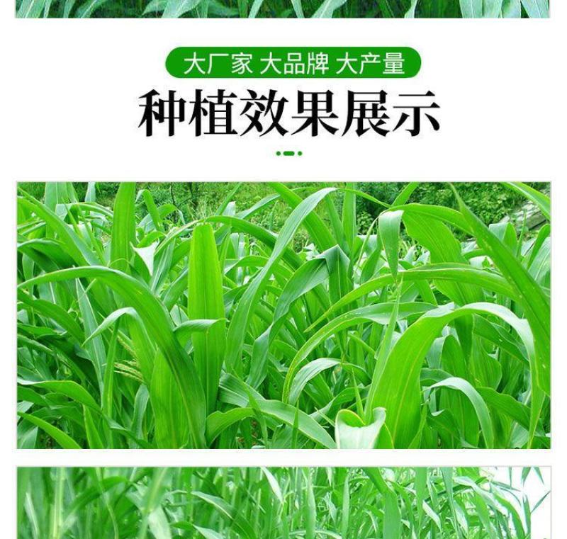 进口高丹草种子，牧草种籽可再生四季耐旱养殖鸡鸭鹅鱼牛羊草