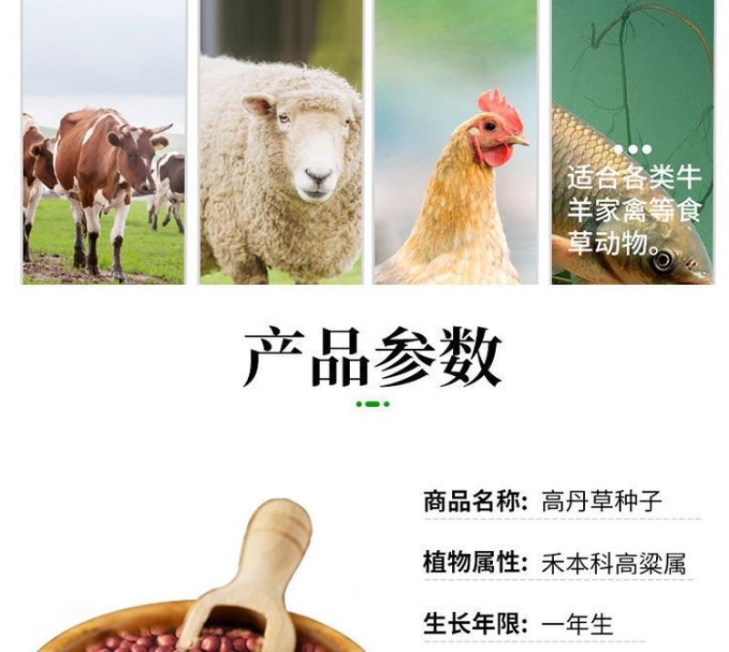 进口高丹草种子，牧草种籽可再生四季耐旱养殖鸡鸭鹅鱼牛羊草