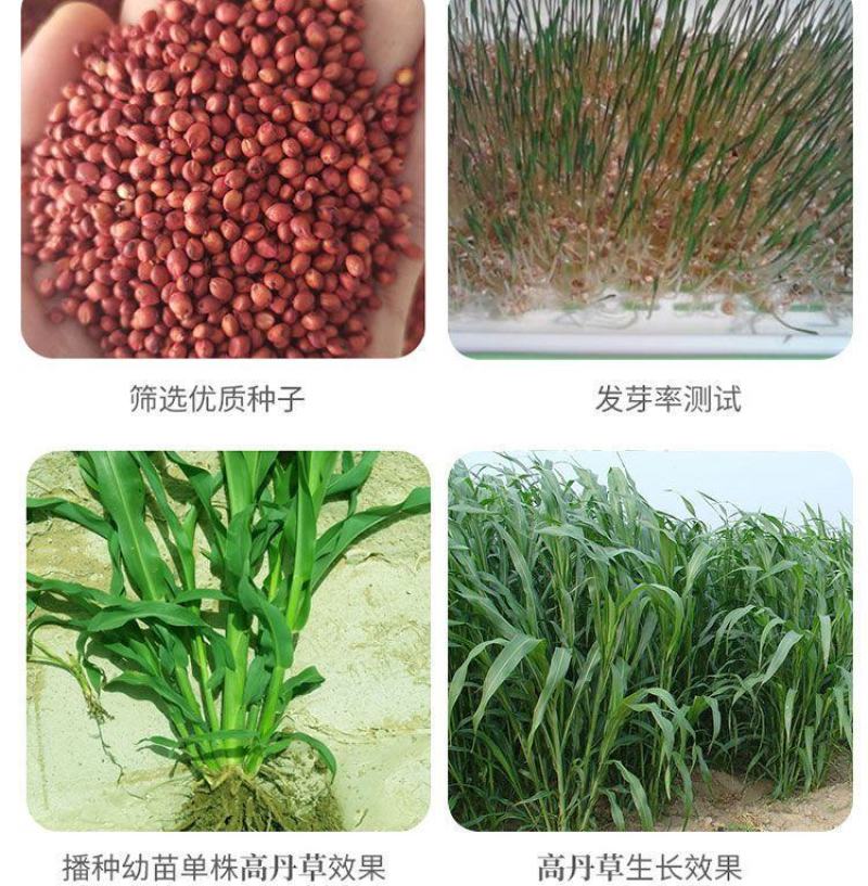 进口高丹草种子，牧草种籽可再生四季耐旱养殖鸡鸭鹅鱼牛羊草
