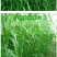 进口高丹草种子，牧草种籽可再生四季耐旱养殖鸡鸭鹅鱼牛羊草