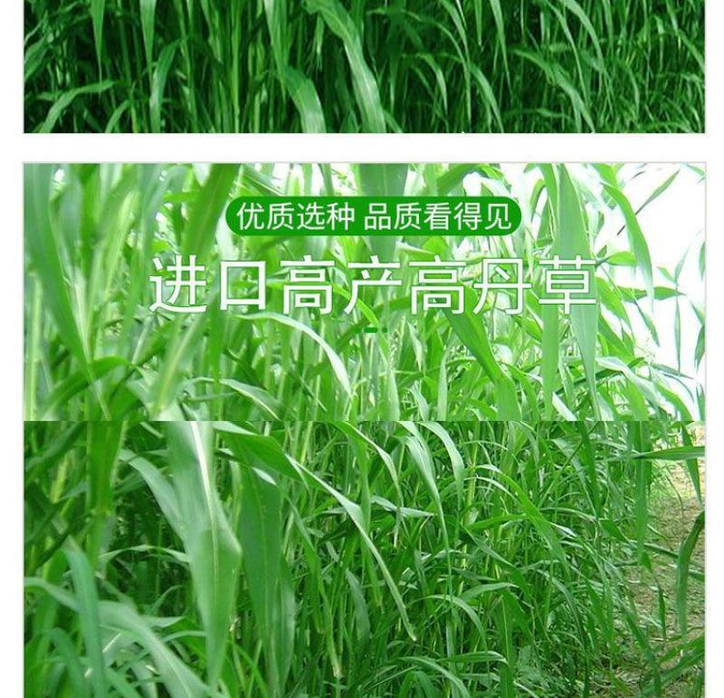 进口高丹草种子，牧草种籽可再生四季耐旱养殖鸡鸭鹅鱼牛羊草