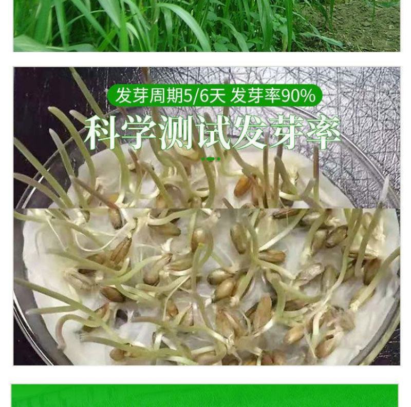 进口高丹草种子，牧草种籽可再生四季耐旱养殖鸡鸭鹅鱼牛羊草